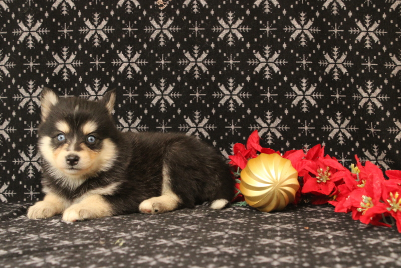 puppy, for, sale, Pomsky, Matthew B. Stoltzfus, dog, breeder, Gap, PA, dog-breeder, puppy-for-sale, forsale, nearby, find, puppyfind, locator, puppylocator, aca